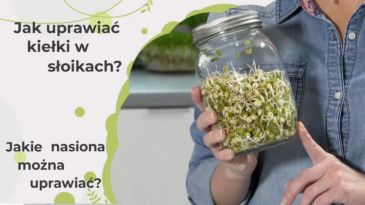 Jak uprawiać kiełki w domu - proste sposoby na zdrowe dodatki do diety