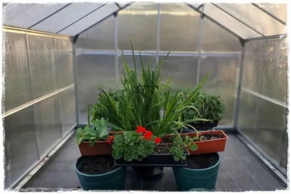 Co można uprawiać w szklarni zimą? Odkryj najlepsze rośliny do domu