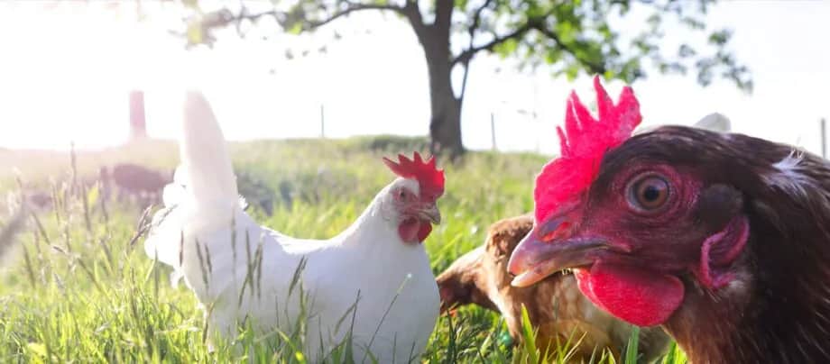 Jakie kury do przydomowej hodowli – wybierz najlepsze rasy dla siebie