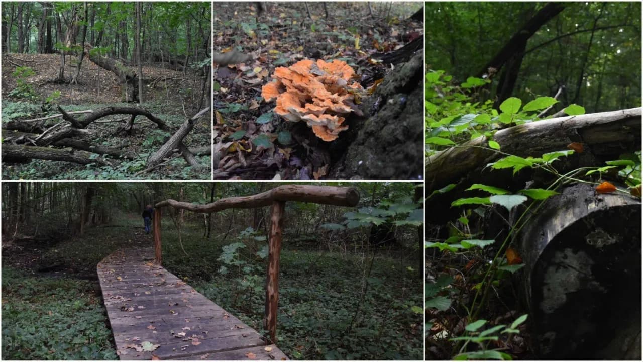 Rezerwat przyrody Debrza - tajemnice unikalnej flory i fauny