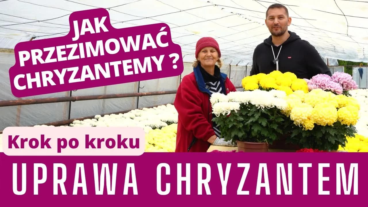 Jak uprawiać chryzantemy: proste sposoby na piękne kwiaty w ogrodzie