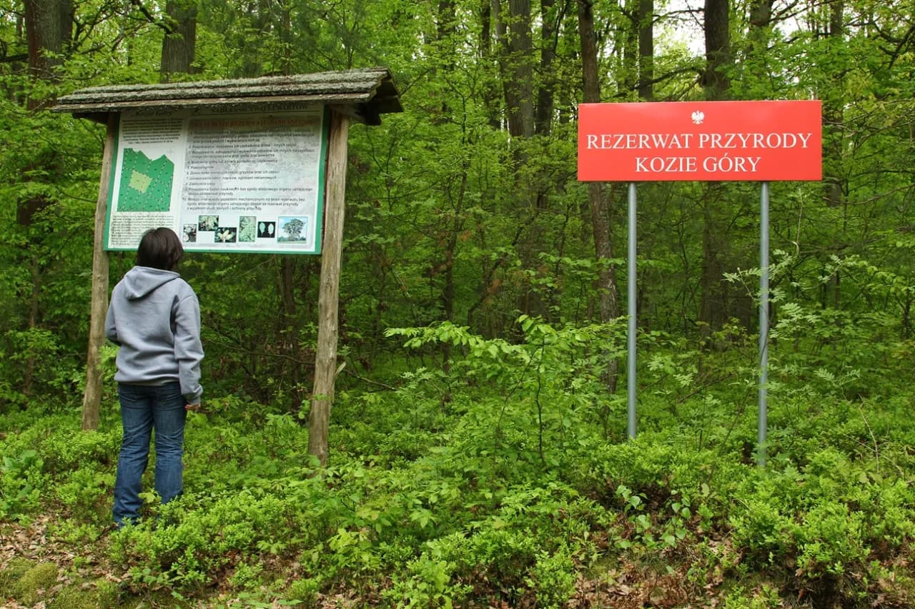 Rezerwat przyrody Kozie Góry: unikalna fauna, flora i atrakcje