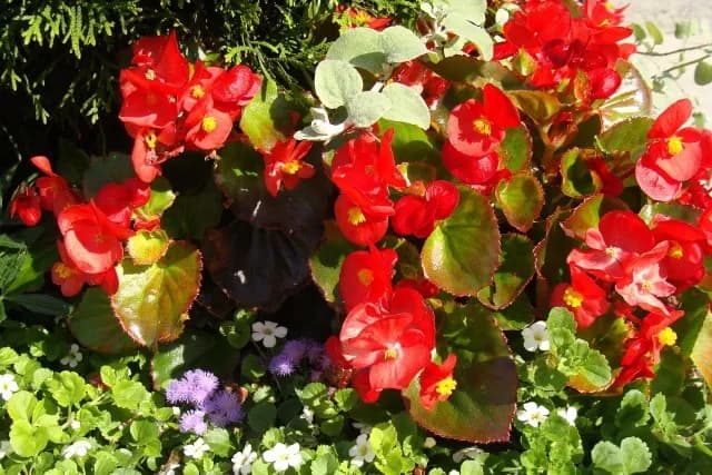 Jak uprawiać begonie: proste sposoby na zdrowe i piękne rośliny