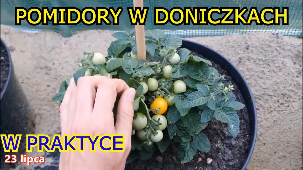 Jak uprawiać pomidory w donicach i uniknąć najczęstszych błędów