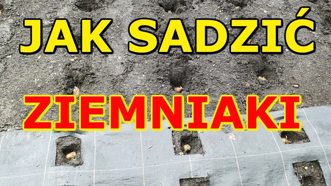 Jak uprawiać ziemniaki: skuteczne metody na zdrowe plony w ogrodzie