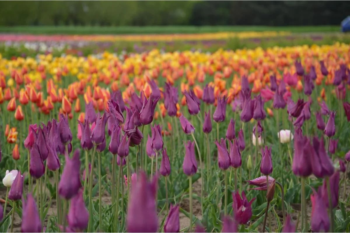 Jak uprawiać tulipany, aby uniknąć najczęstszych błędów w pielęgnacji