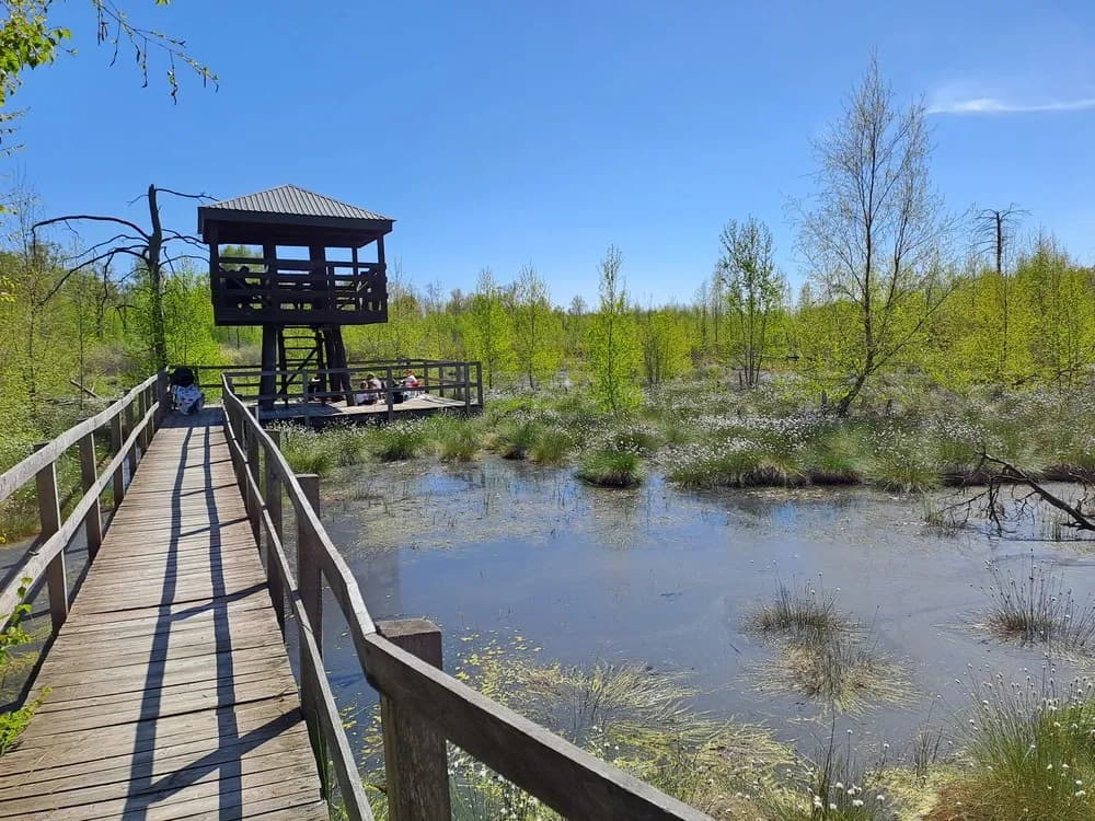 Rezerwat przyrody Czarny Las: Odkryj unikalne gatunki i atrakcje