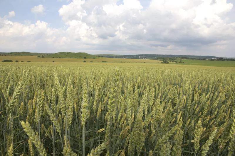 Kto uprawia zboże na Ukrainie? Poznaj największych producentów i rolników