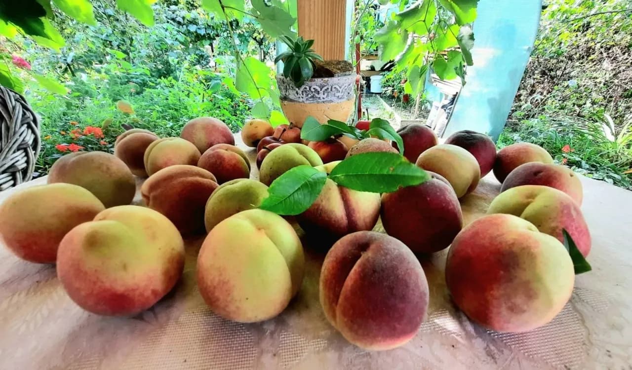 Kiedy jest sezon na brzoskwinie? Sprawdź, kiedy je kupić świeże