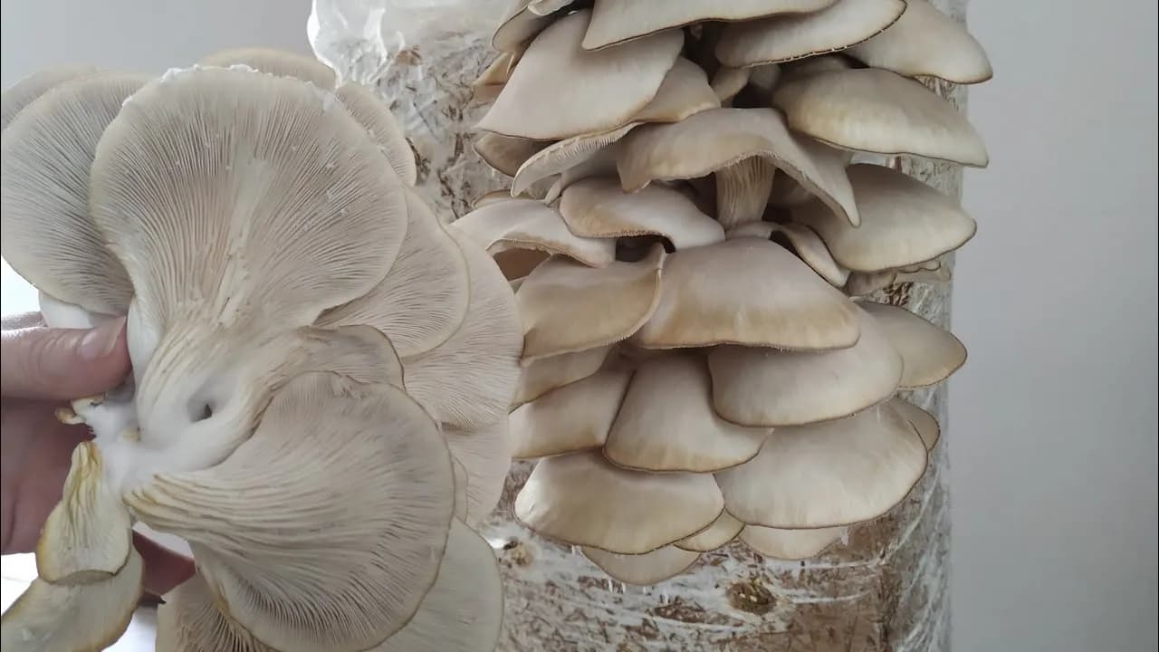 Jak uprawiać boczniaka: proste sposoby na obfite zbiory w domu