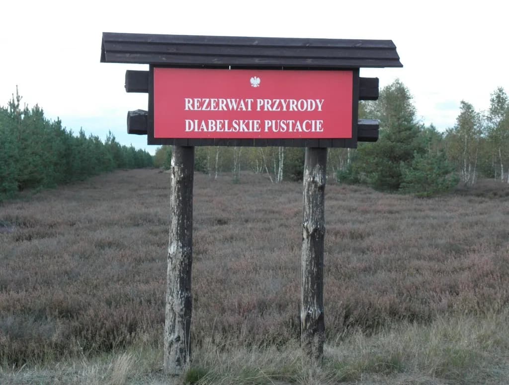 Rezerwat przyrody Diabelskie Pustacie - piękno wrzosowisk i szlaków