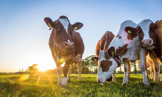 Hodowla bydła mlecznego jak zacząć – uniknij najczęstszych błędów