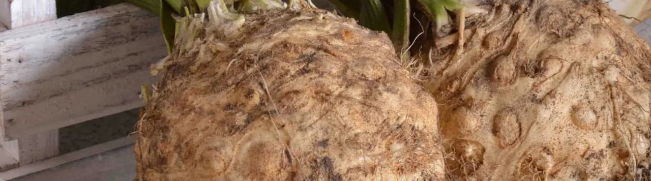 Jak uprawiać seler korzeniowy: unikaj błędów i zyskaj plony