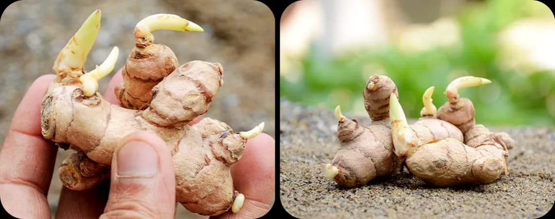 Jak uprawiać imbir w domu - proste kroki i najczęstsze problemy