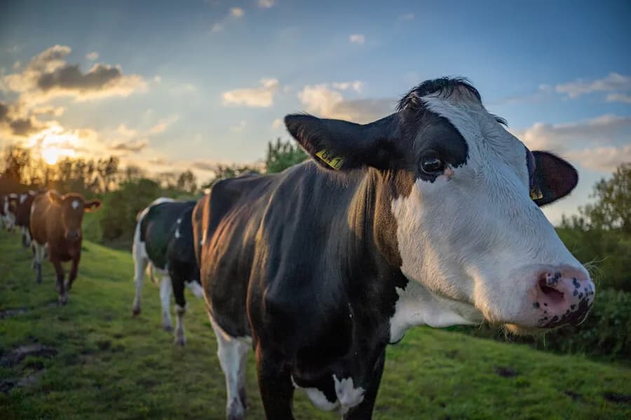 Najbardziej opłacalna hodowla: co wybrać, aby uniknąć strat?