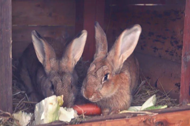 Czy hodowla królików się opłaca? Sprawdź koszty i zyski hodowli