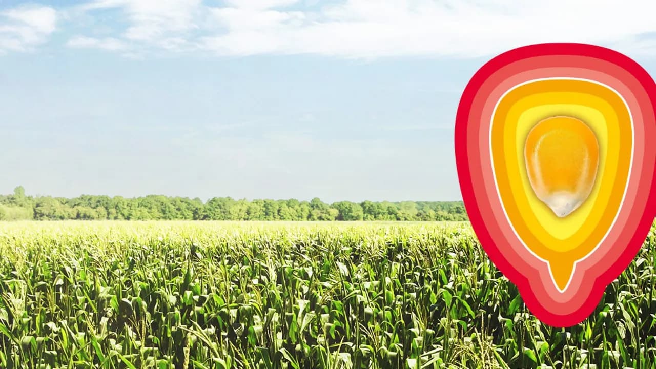 Kukurydza gdzie jest uprawiana? Odkryj kluczowe obszary i warunki