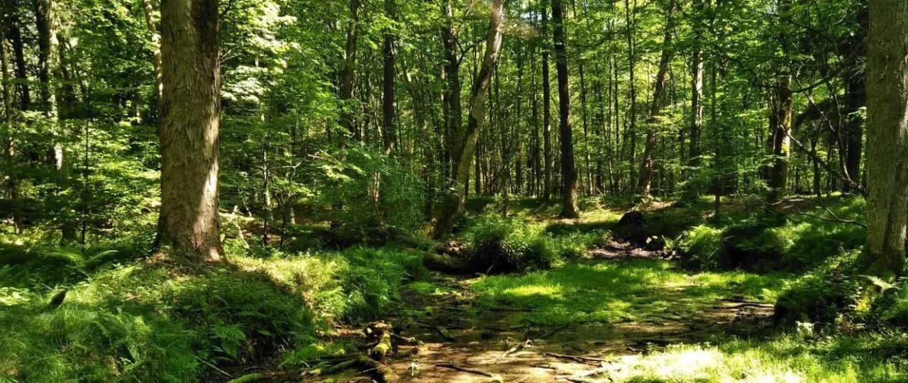 Rezerwat przyrody Srebrne Źródła - tajemnice i atrakcje natury