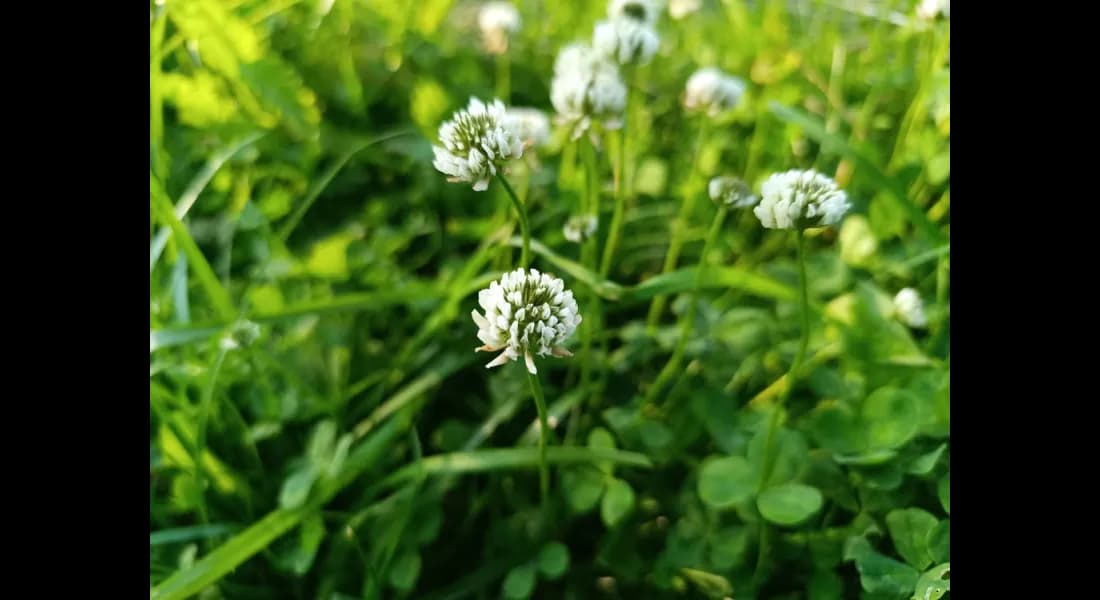 Co uprawiać na 6 klasie ziemi? Rośliny na trudne gleby