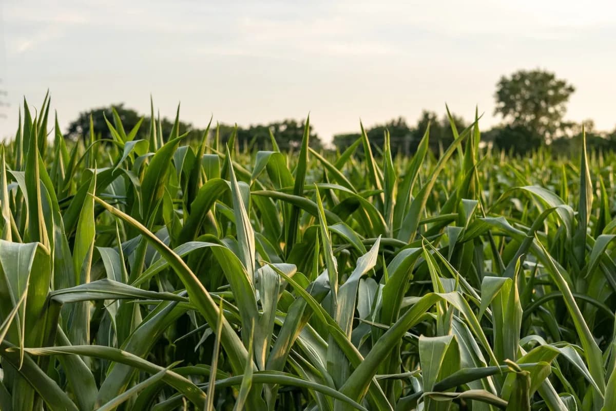 Jak uprawiać kukurydzę skutecznie i uniknąć najczęstszych błędów