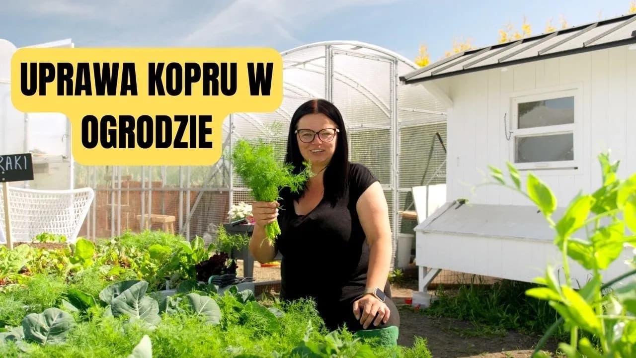 Jak uprawiać koperek: proste sposoby na zdrowe i aromatyczne zbiory