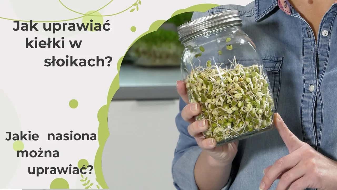 Jak uprawiać kiełki w domu - proste sposoby na zdrowe dodatki do diety