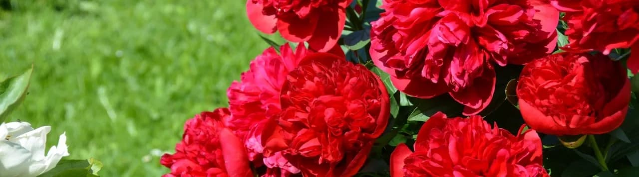 Kiedy jest sezon na piwonie? Odkryj najpiękniejsze chwile kwitnienia