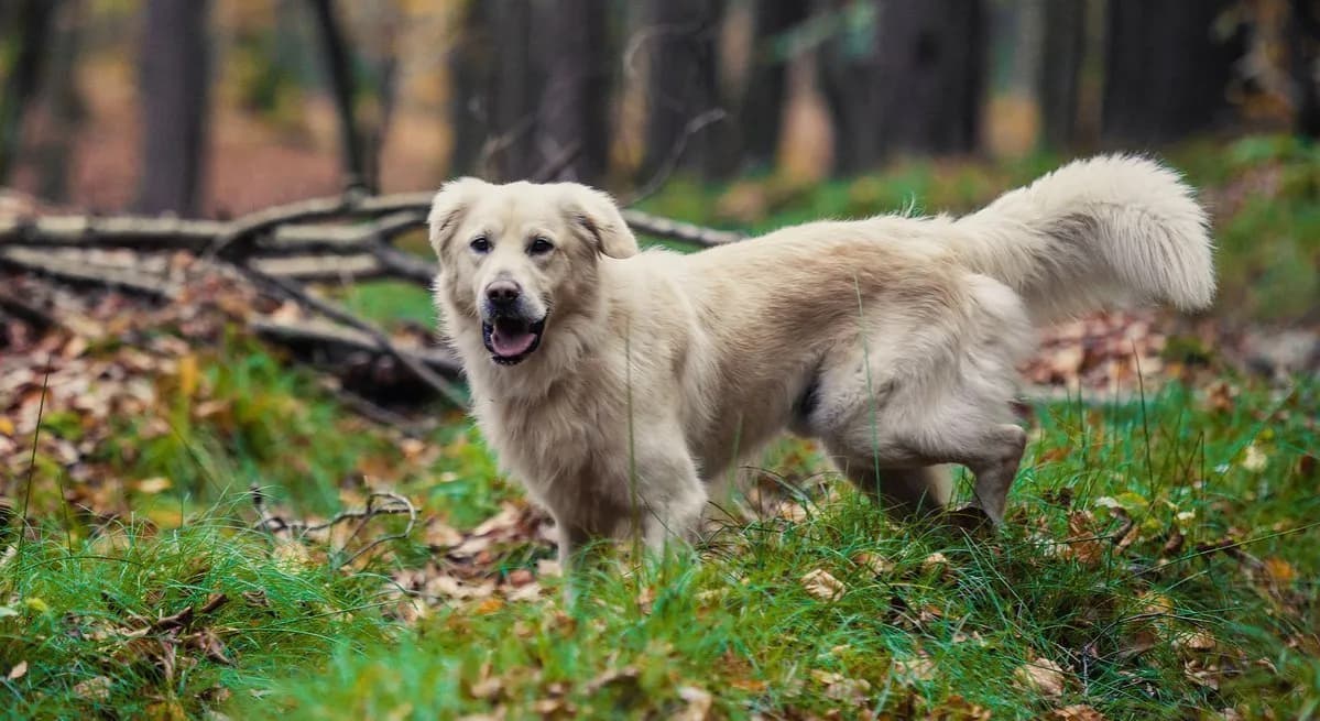 Ile kosztuje golden retriever z hodowli? Ceny, które warto znać