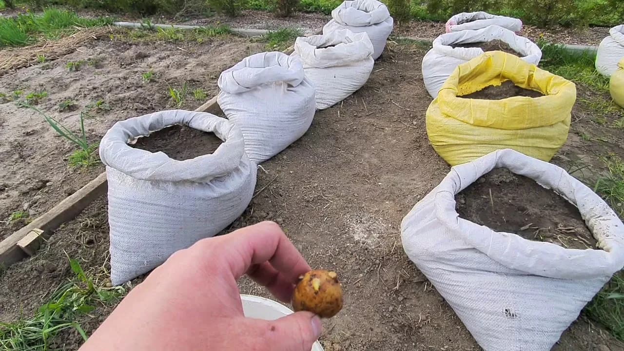 Jak uprawiać ziemniaki w workach - proste kroki i skuteczne porady