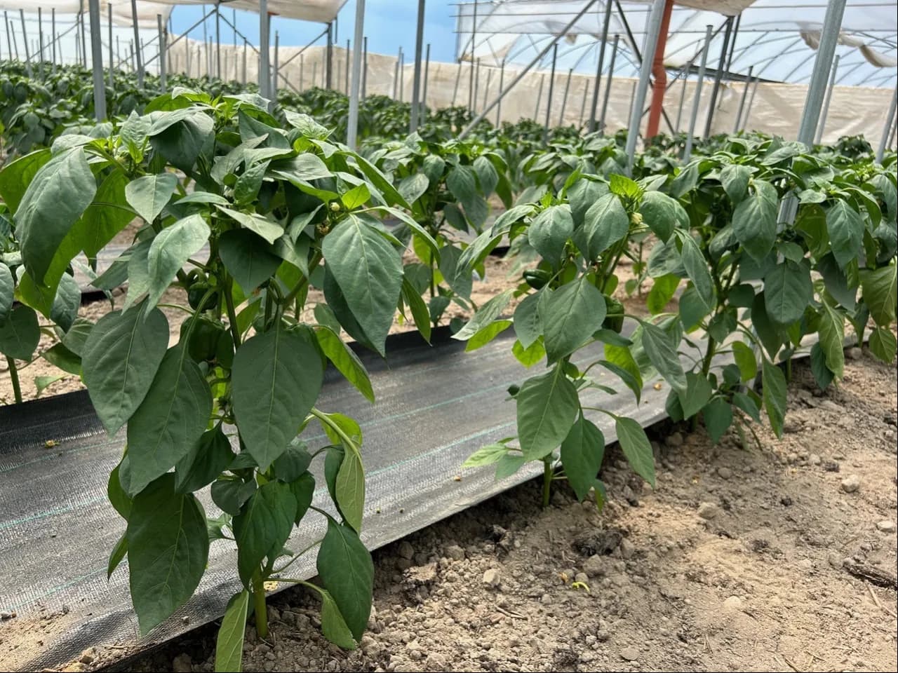 Co uprawiać na 4 klasie ziemi, aby uniknąć niskich plonów?