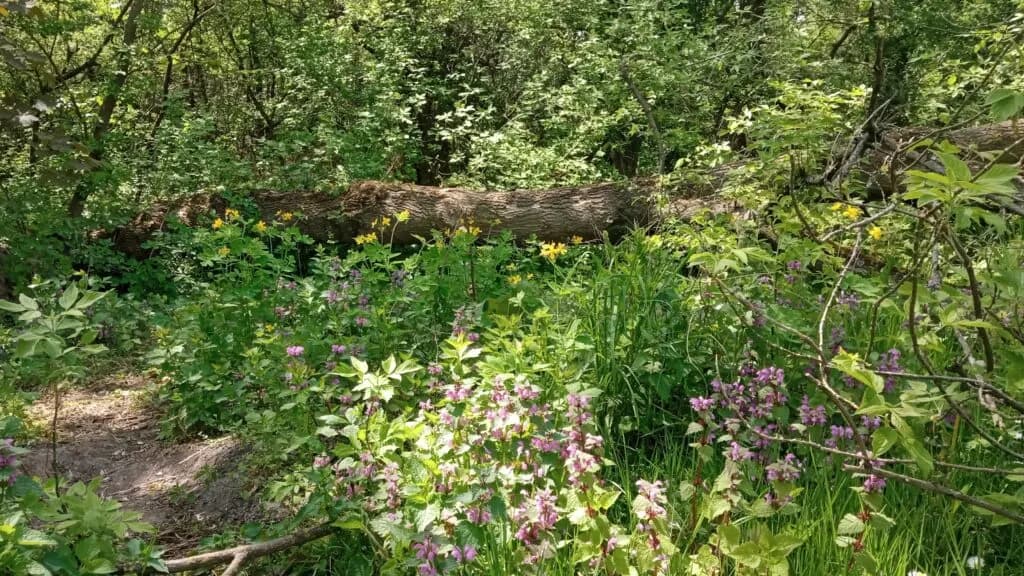 Rezerwat przyrody Kulin: unikalne gatunki i wyzwania ochrony