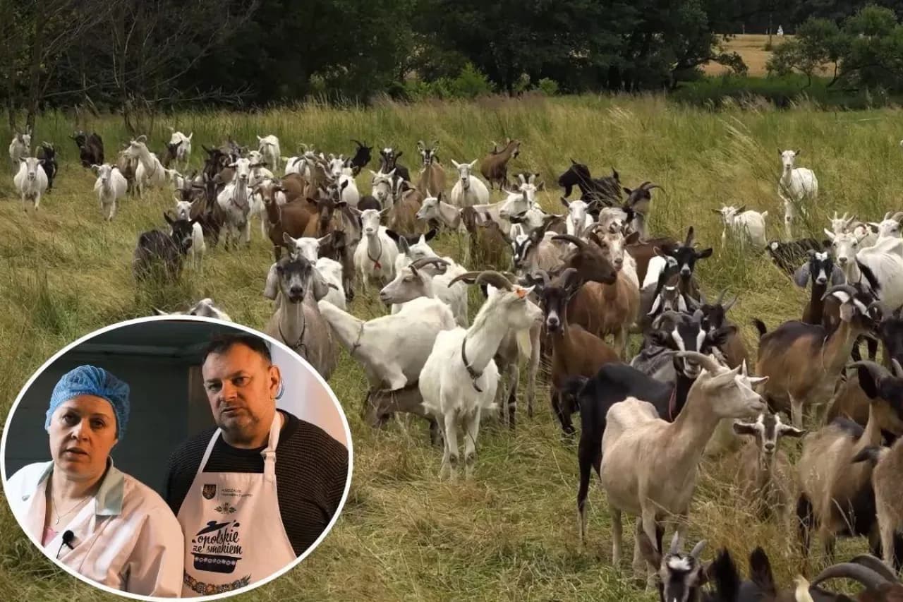 Czy hodowla kóz jest opłacalna? Odkryj ukryte zyski i wyzwania