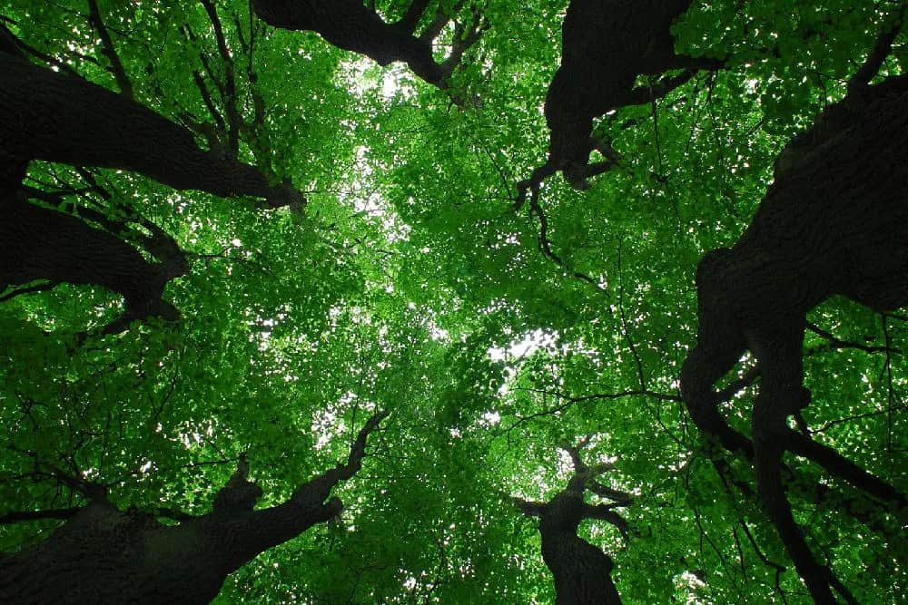 Rezerwaty przyrody w Warszawie – odkryj ich niezwykłe bogactwo