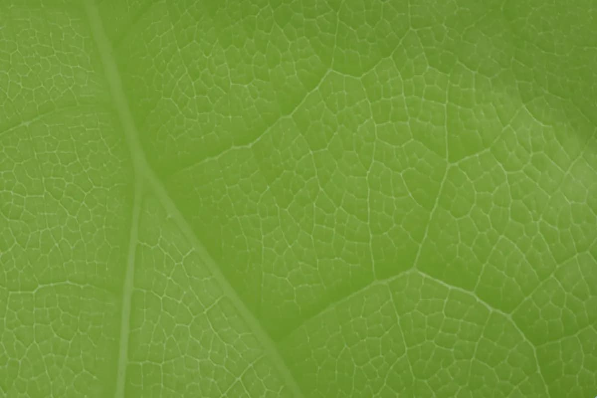 O czym mówi zielony ład i jak wpłynie na przyszłość Europy