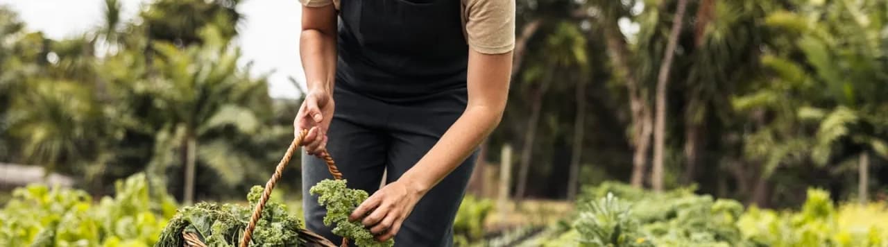 Jak uprawiać jarmuż: proste sposoby na zdrowe plony w ogrodzie