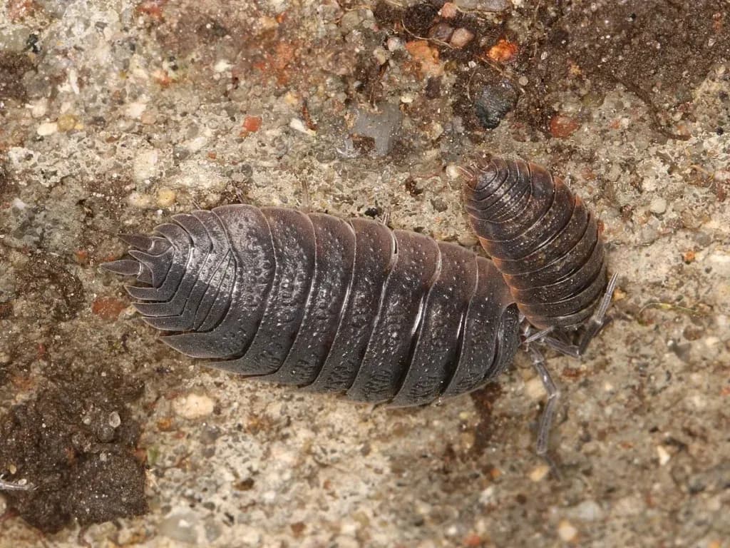 Skorupiaki w uprawach i hodowlach: jakie szkody mogą wyrządzać?