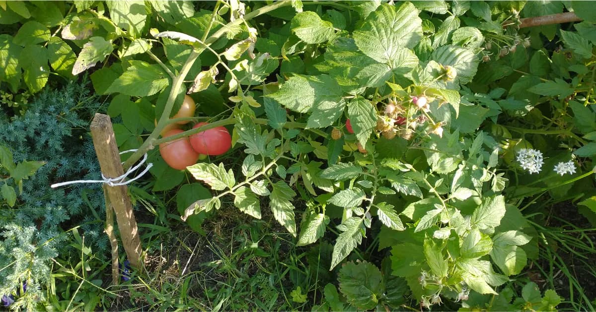 Jakie warzywa warto uprawiać w ogródku? Proste i skuteczne porady