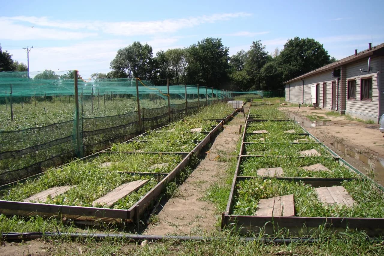 Jak założyć hodowlę ślimaków: uniknij kosztownych błędów i zyskaj sukces