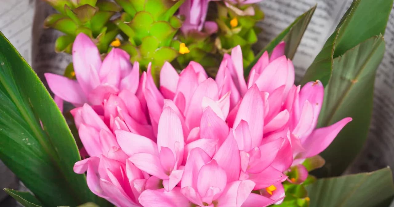 Jak uprawiać kurkumę w domu: proste kroki do sukcesu w ogrodzie