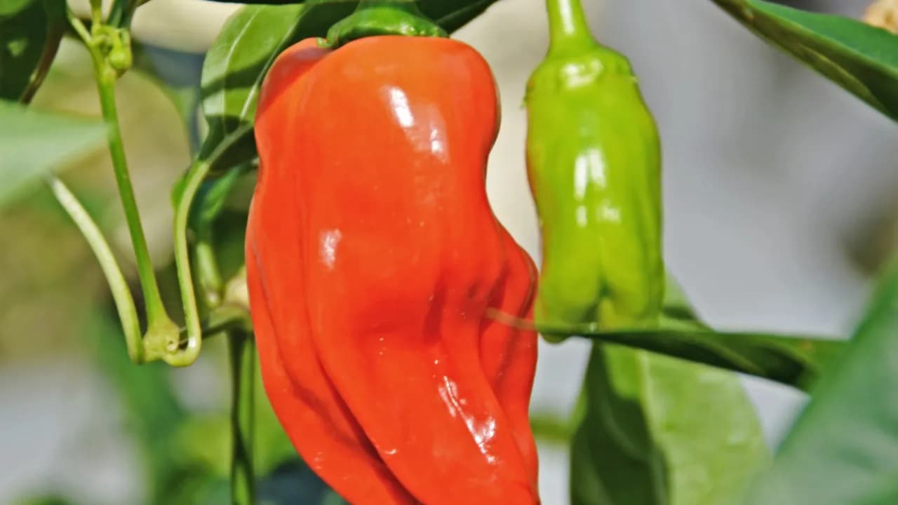 Jak uprawiać paprykę w gruncie: uniknij najczęstszych błędów