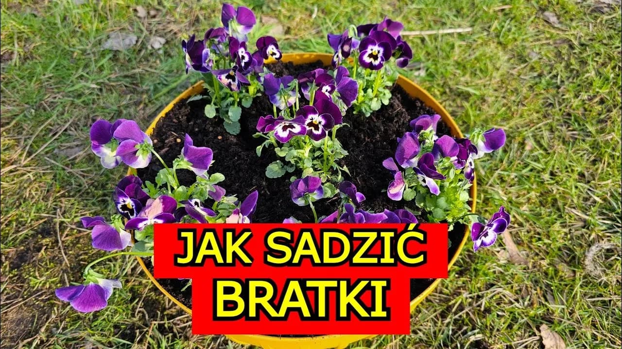Jak uprawiać bratki: proste kroki do zdrowych i pięknych roślin