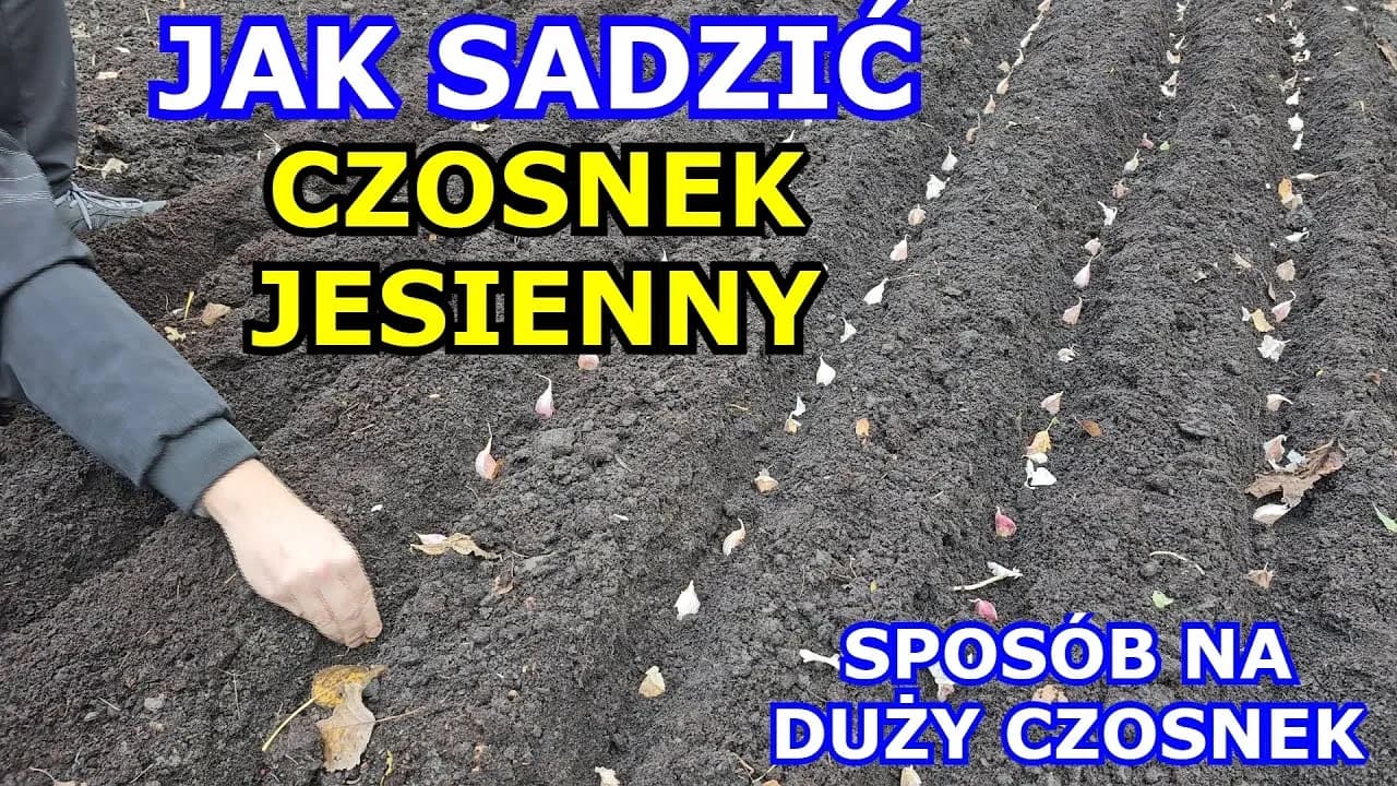 Jak uprawiać czosnek żeby był duży - sprawdzone metody na plon