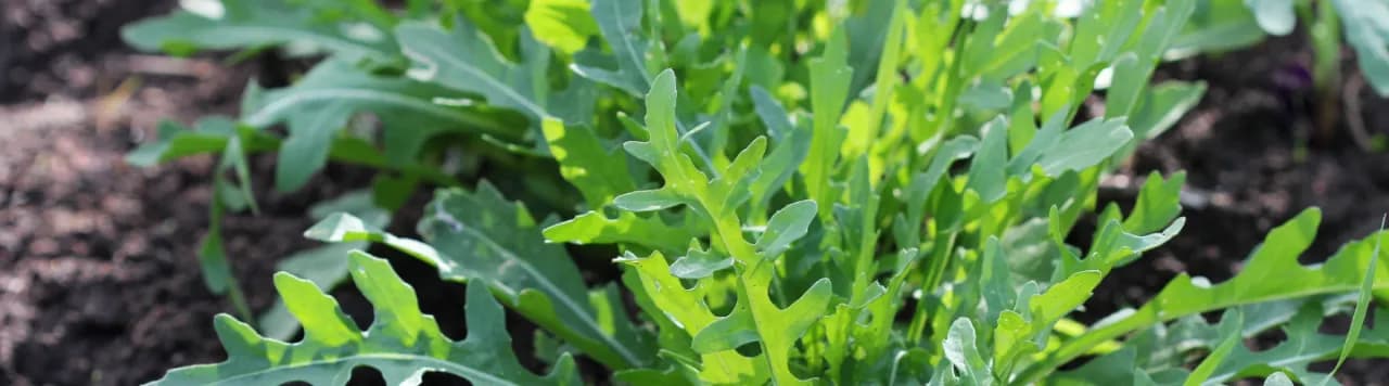 Jak uprawiać rukolę - proste sposoby na zdrowe liście w domu