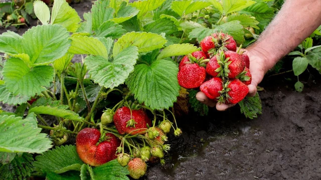 Jak uprawiać truskawki na działce, aby cieszyć się obfitymi plonami