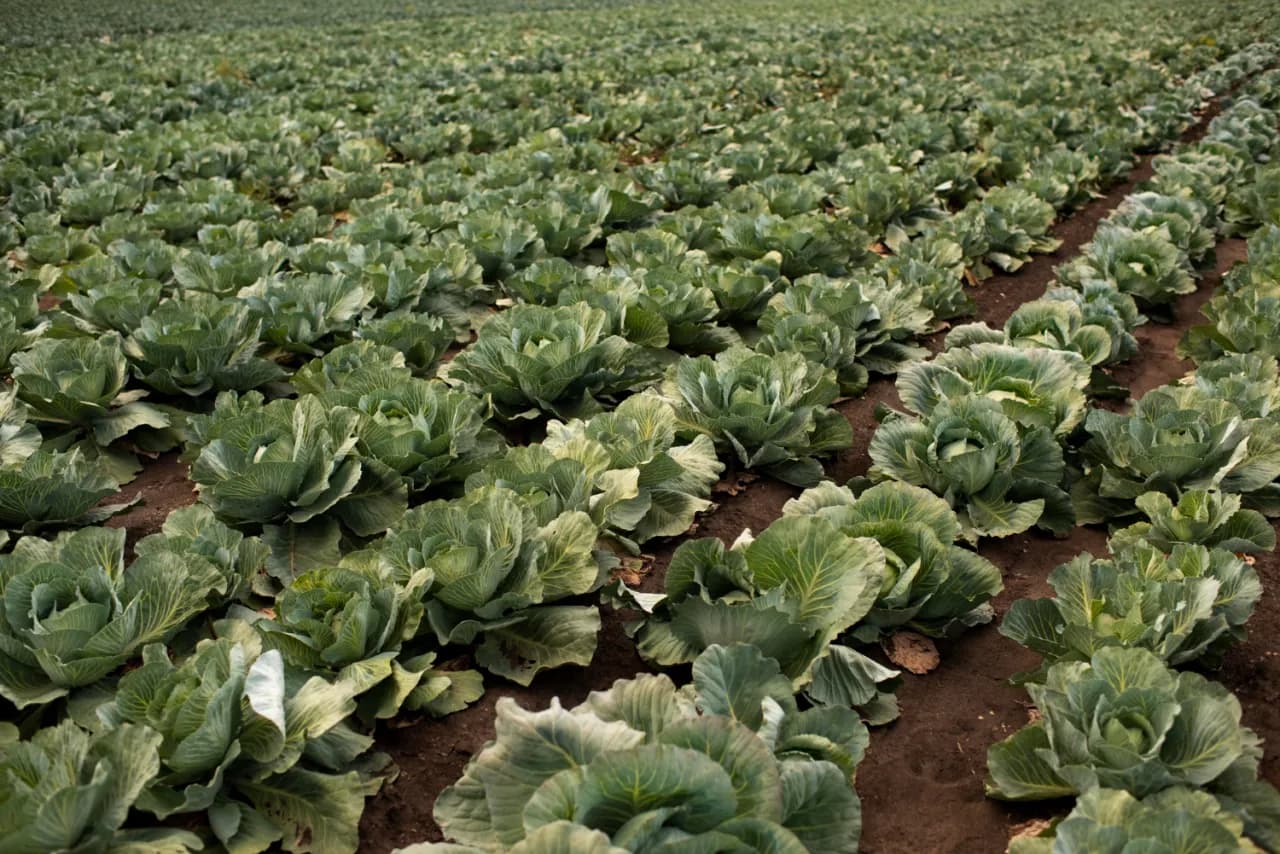 Kiedy jest sezon na młodą kapustę? Sprawdź, by nie przegapić!