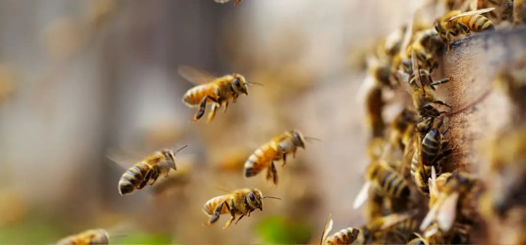 Jak zacząć hodowlę pszczół i uniknąć najczęstszych błędów