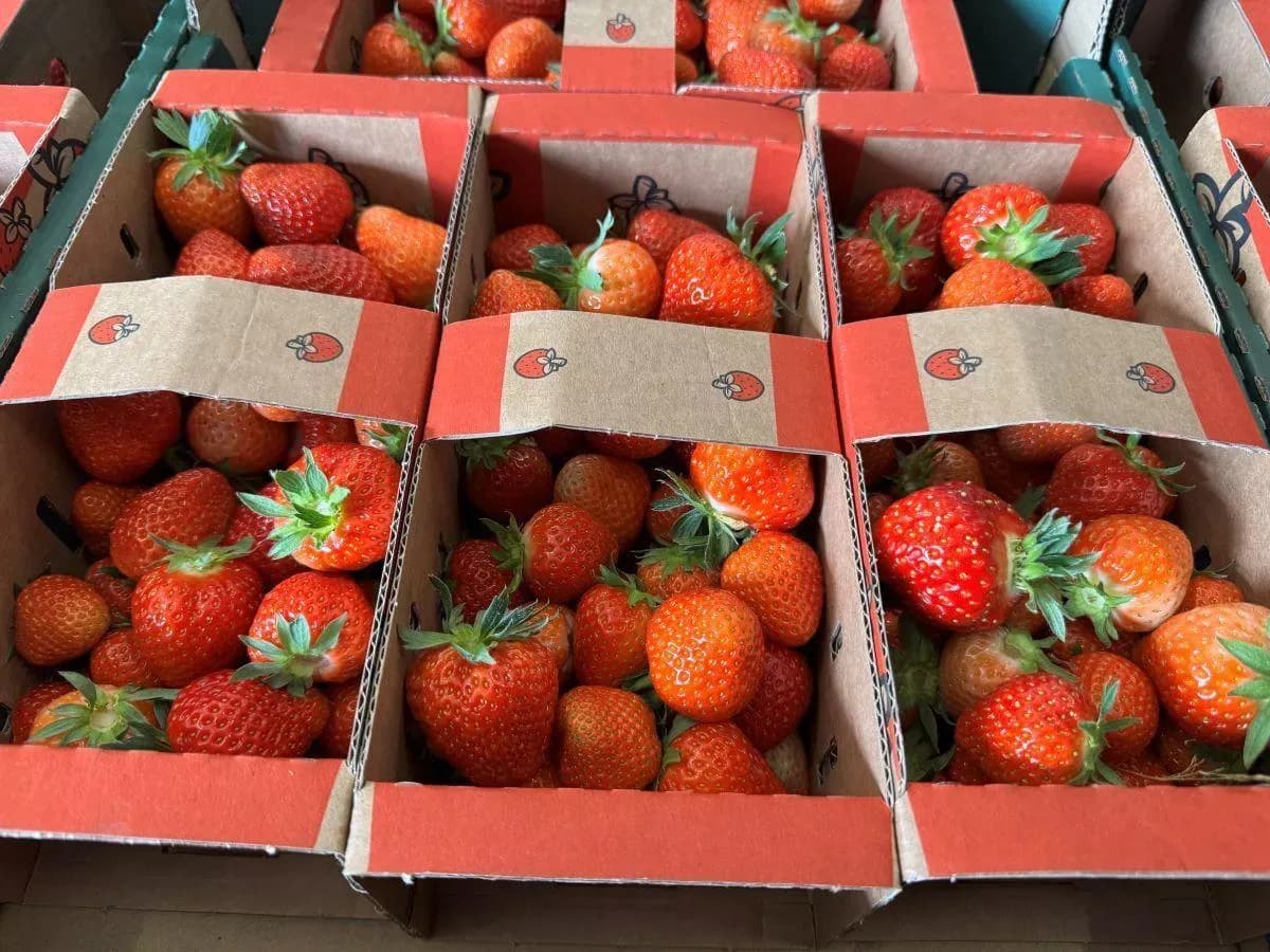 Kiedy kończy się sezon na truskawki? Zaskakujące zmiany w 2025 roku