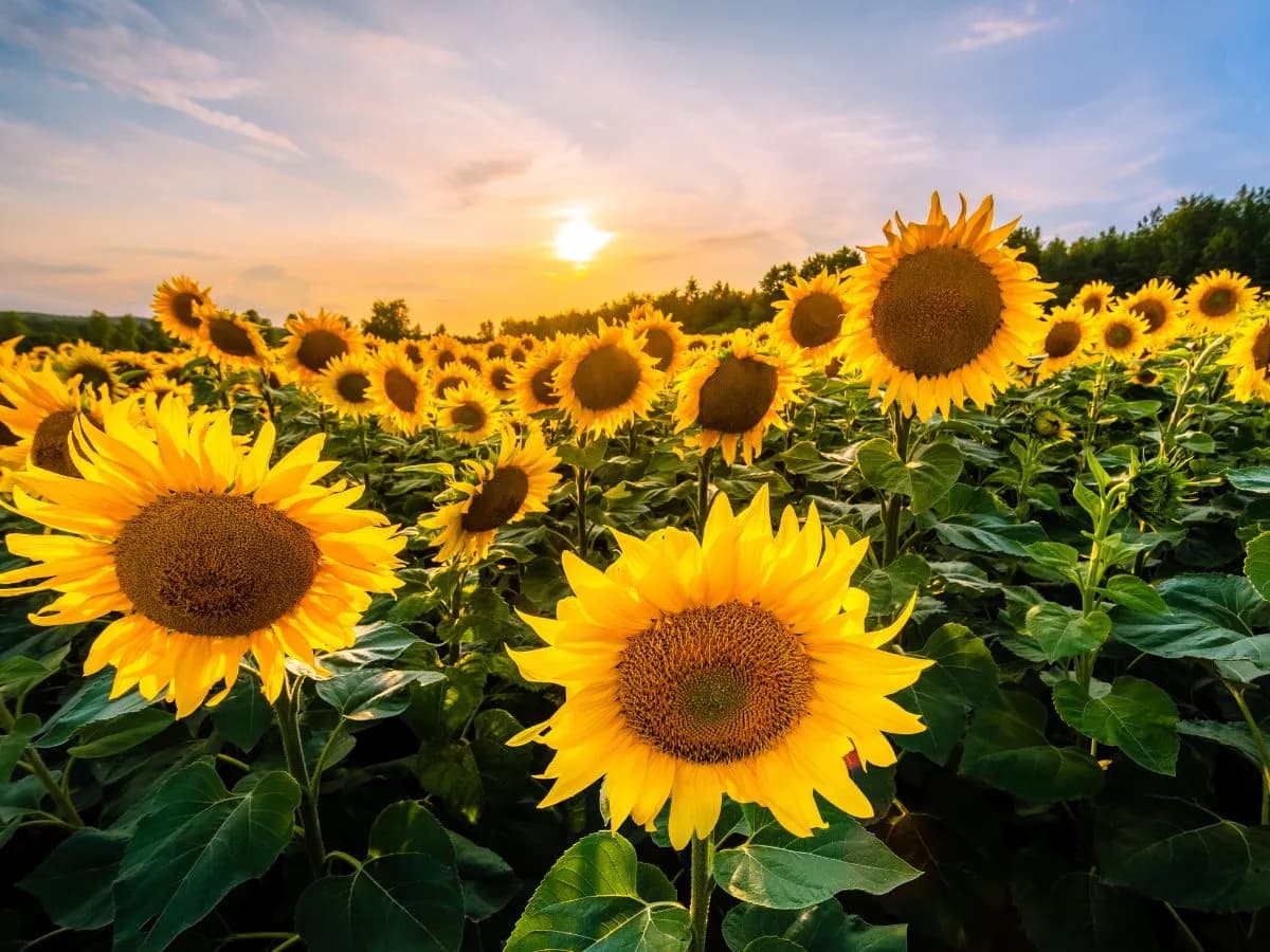 Jak uprawiać słonecznik: sekrety udanej hodowli i pielęgnacji