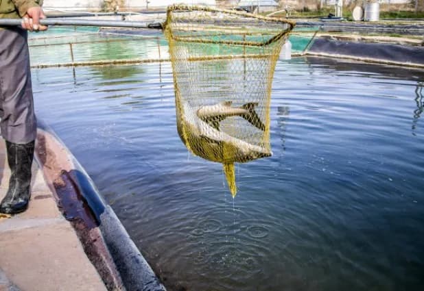 Hodowla ryb jak zacząć - uniknij błędów i osiągnij sukces w rybactwie