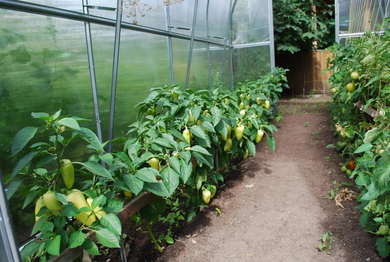 Jak uprawiać paprykę w szklarni, unikając najczęstszych błędów